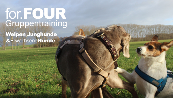 hunde-gruppentraining-welpen-junghunde